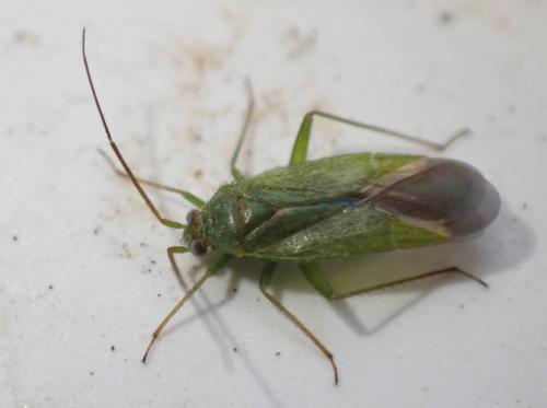 Orthotylus virescens